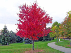 What is a deciduous tree?
